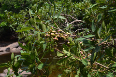 Syzygium salicifolium
